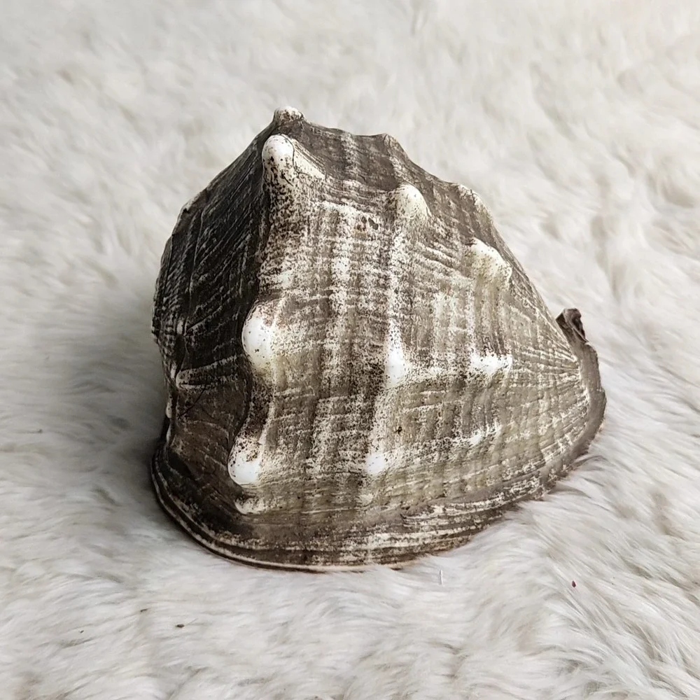 Brown & Beige Striped Helmet Conch Sea Shell 6.5